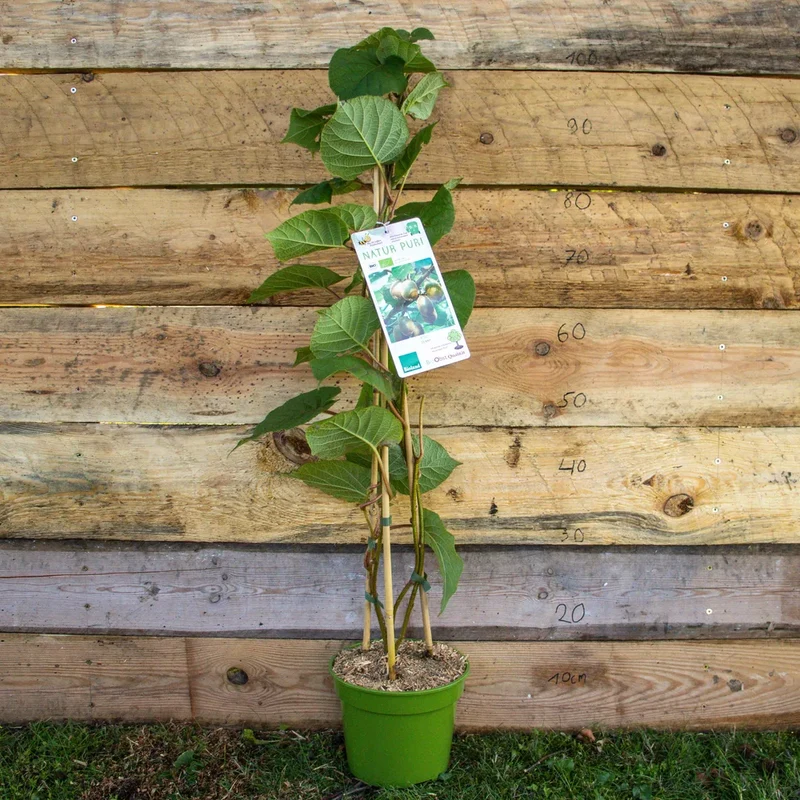 Bio Kiwi ´Jenny´