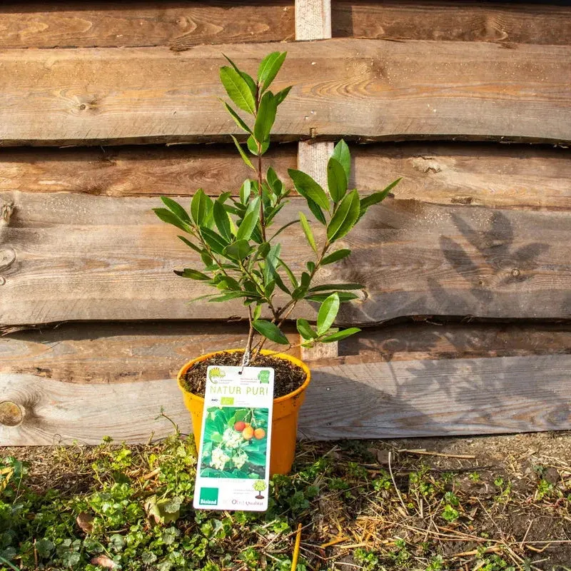 Bio Erdbeerbaum