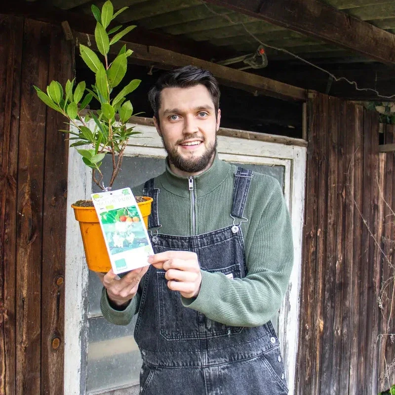 Bio Erdbeerbaum