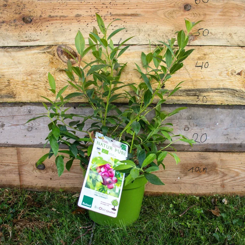 Bio Heidelbeere ´Pink Lemonade´