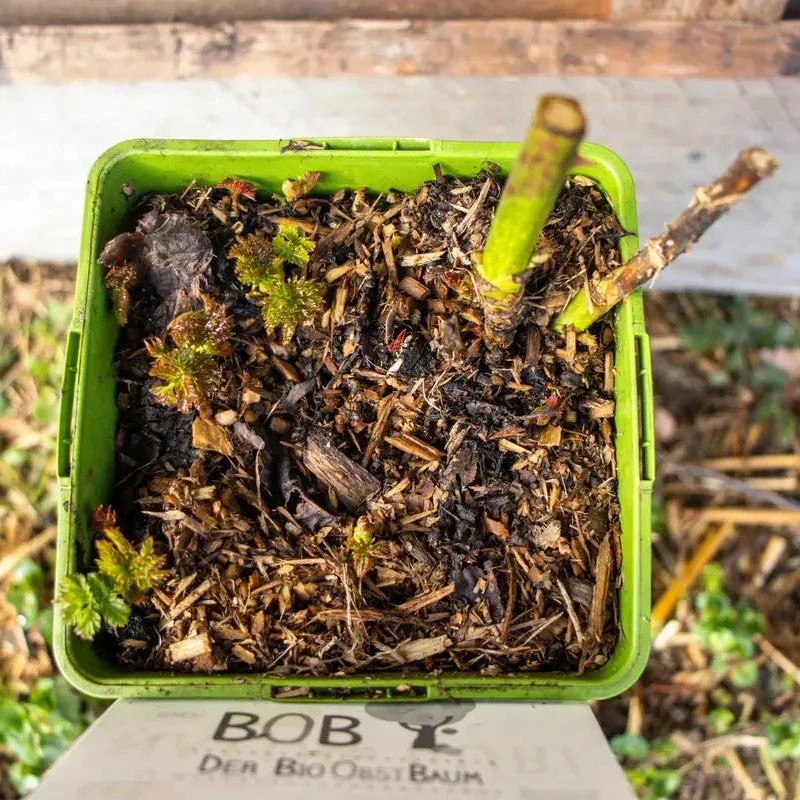 Bio Erdbeerhimbeere