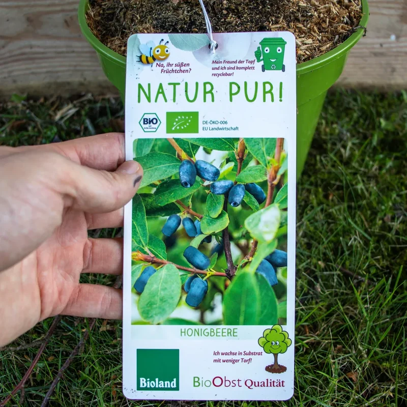 Bio Honigbeere ´Aurora´