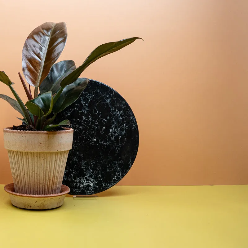 PHILODENDRON IMPERIAL RED