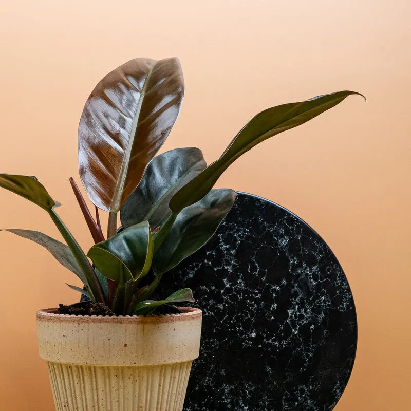 PHILODENDRON IMPERIAL RED