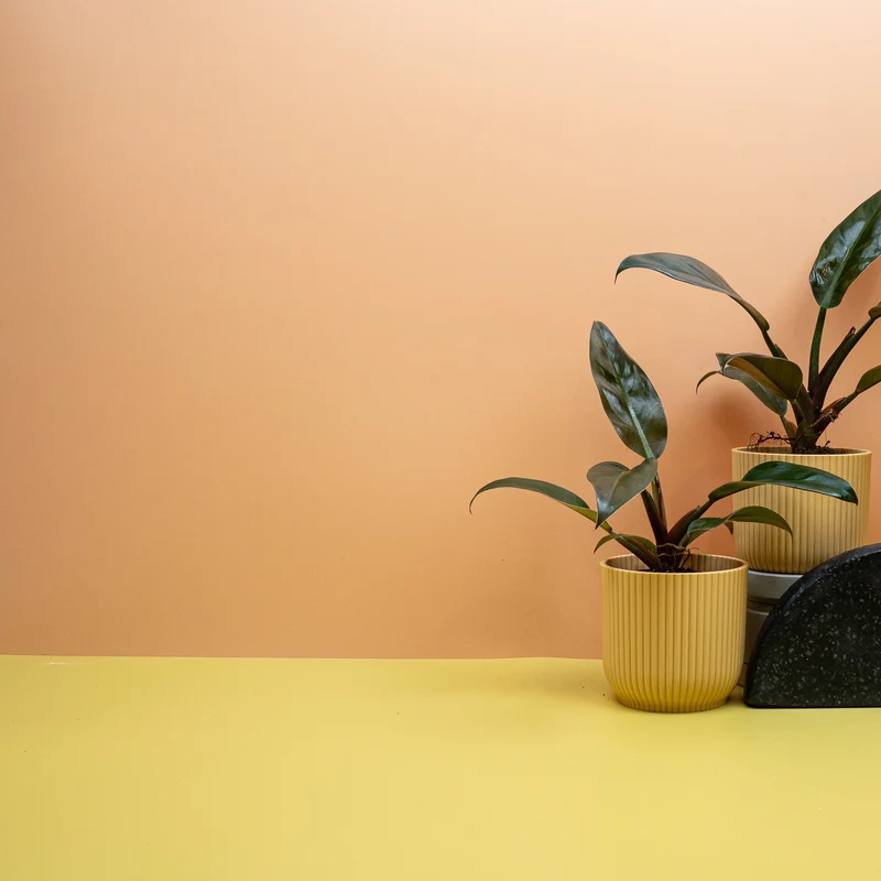 PHILODENDRON IMPERIAL RED
