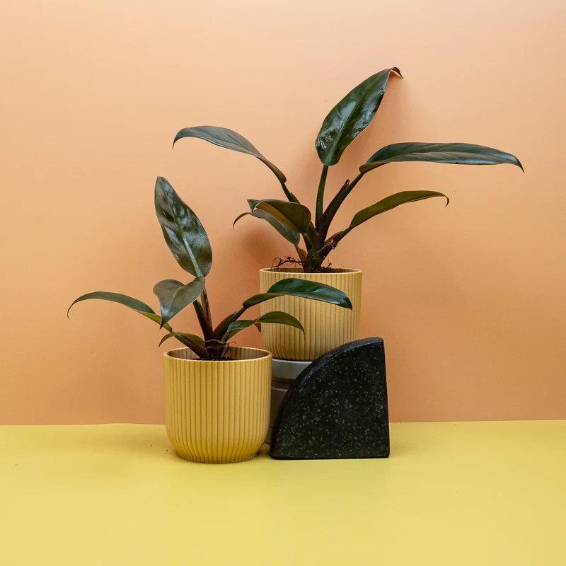 PHILODENDRON IMPERIAL RED