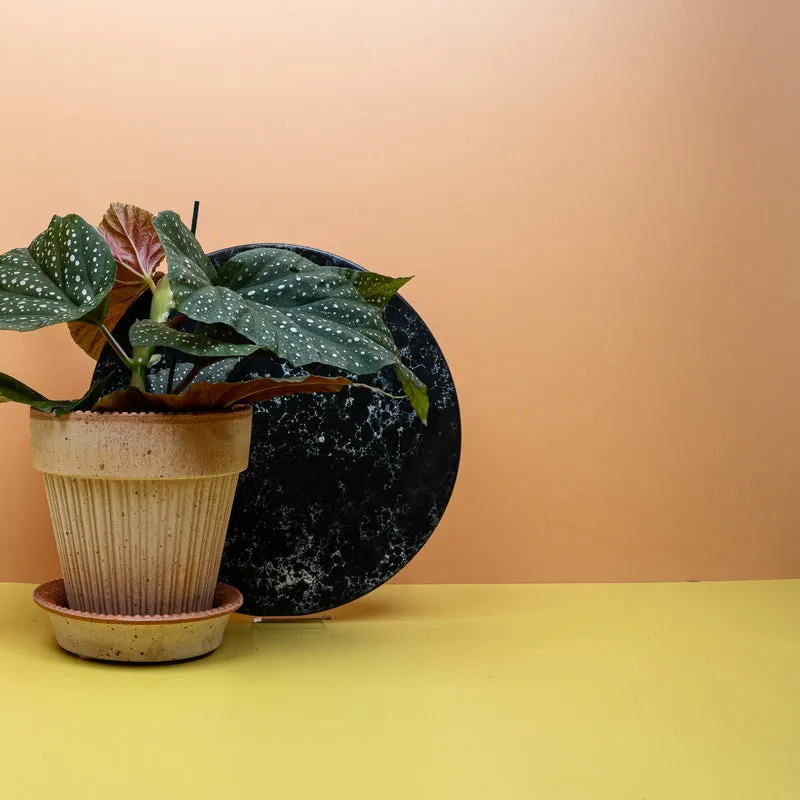 BEGONIA WINGS CORALLINA