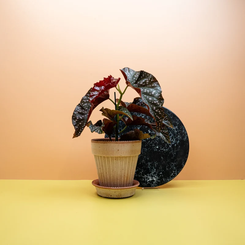 BEGONIA WINGS CRACKLIN ROSIE