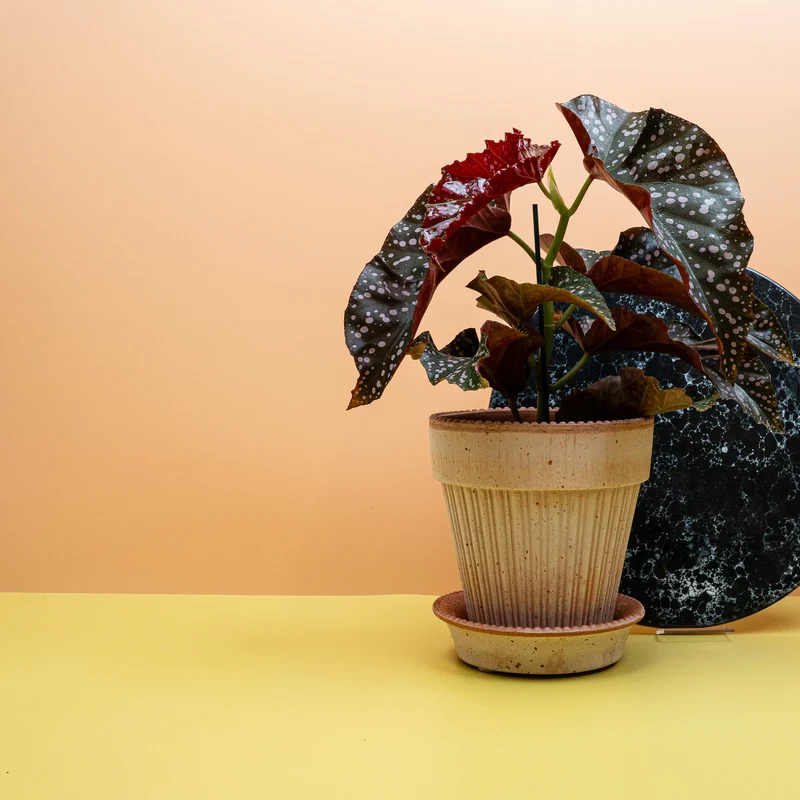 BEGONIA WINGS CRACKLIN ROSIE