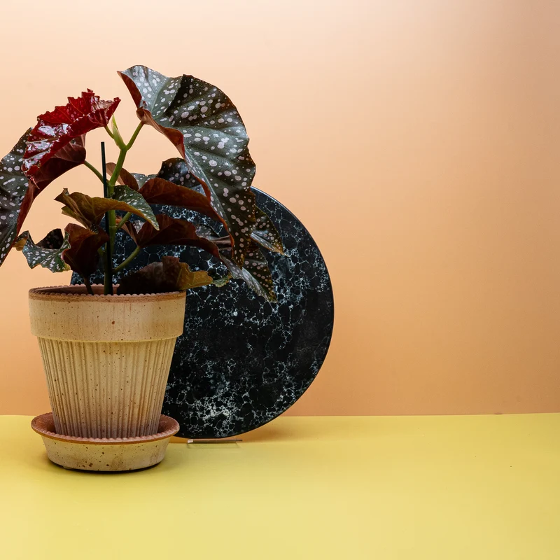 BEGONIA WINGS CRACKLIN ROSIE