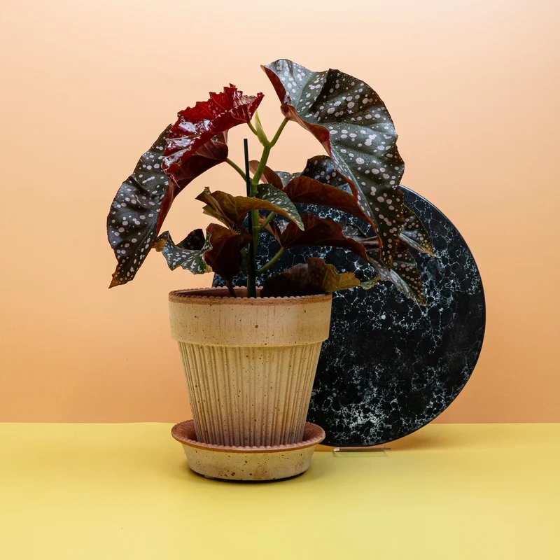 BEGONIA WINGS CRACKLIN ROSIE