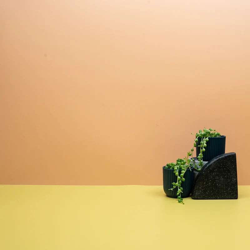 SENECIO ROWLEYANUS
