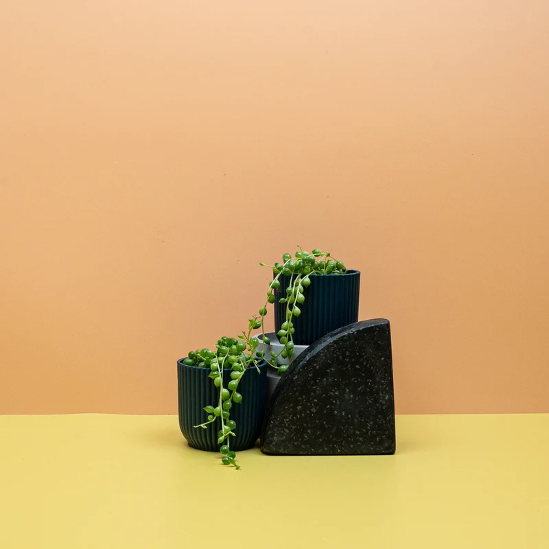 SENECIO ROWLEYANUS