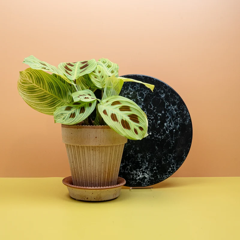MARANTA GOLDEN VEINS
