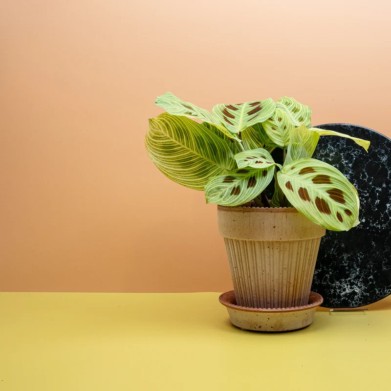 MARANTA GOLDEN VEINS