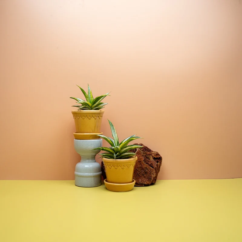 SANSEVIERIA GABRIELLA CROWN