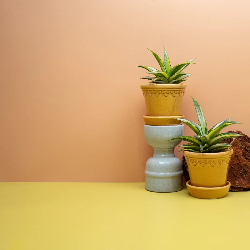 SANSEVIERIA GABRIELLA CROWN