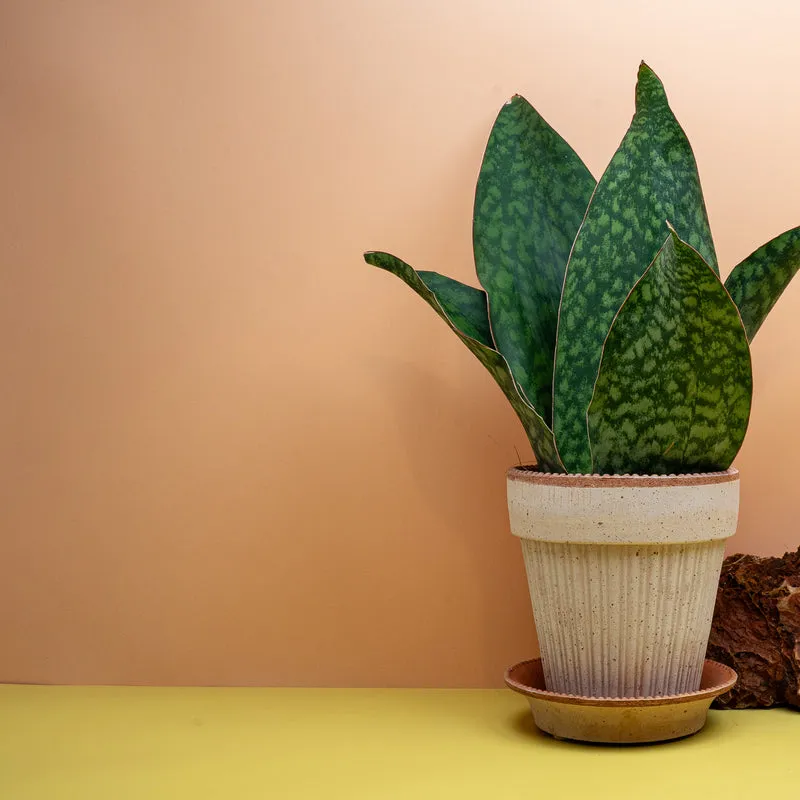 SANSEVIERIA GRANDIS CROWN