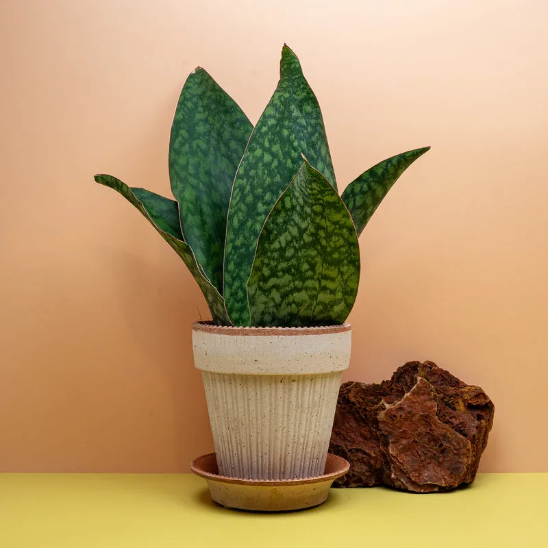 SANSEVIERIA GRANDIS CROWN