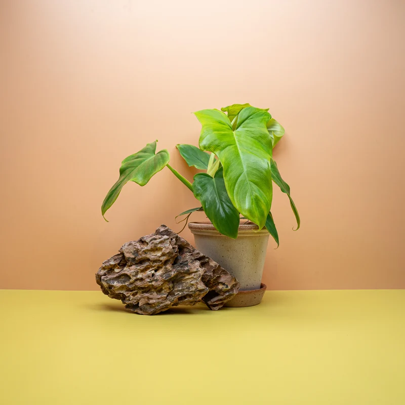 PHILODENDRON GOLDEN VIOLIN