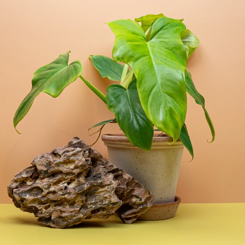 PHILODENDRON GOLDEN VIOLIN
