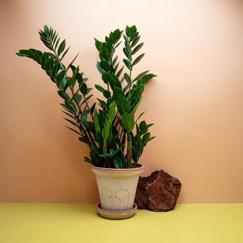ZAMIOCULCAS ZAMIIFOLIA LIMA