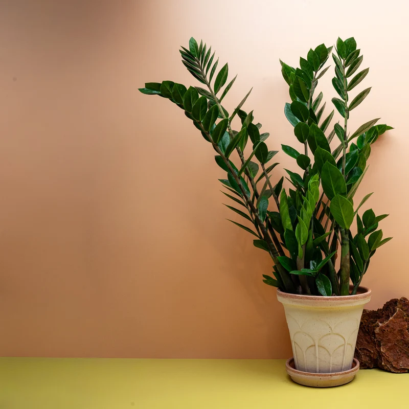 ZAMIOCULCAS ZAMIIFOLIA LIMA