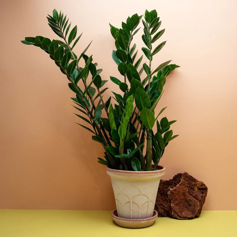 ZAMIOCULCAS ZAMIIFOLIA LIMA