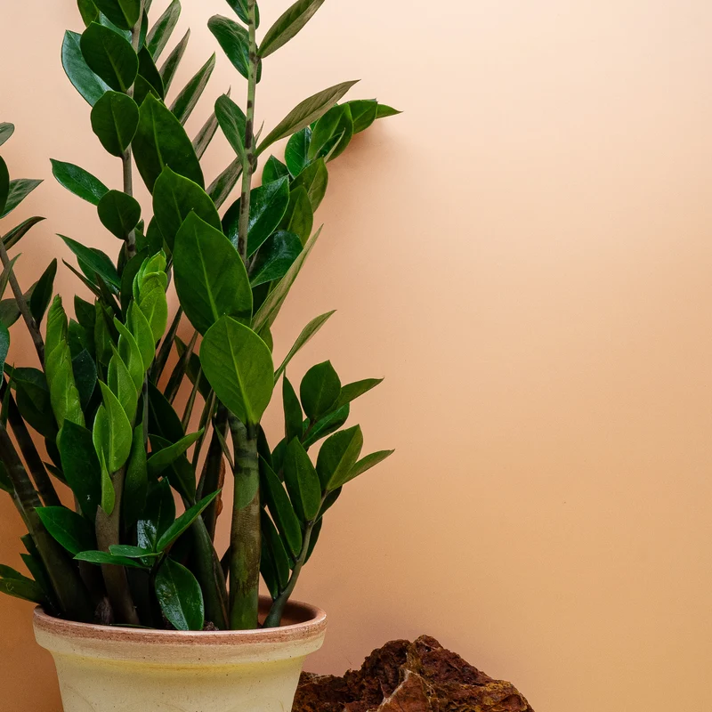 ZAMIOCULCAS ZAMIIFOLIA LIMA