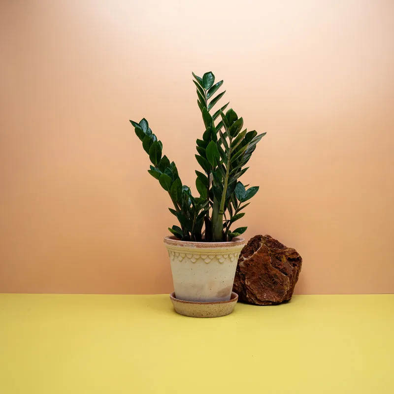 ZAMIOCULCAS ZAMIIFOLIA LIMA