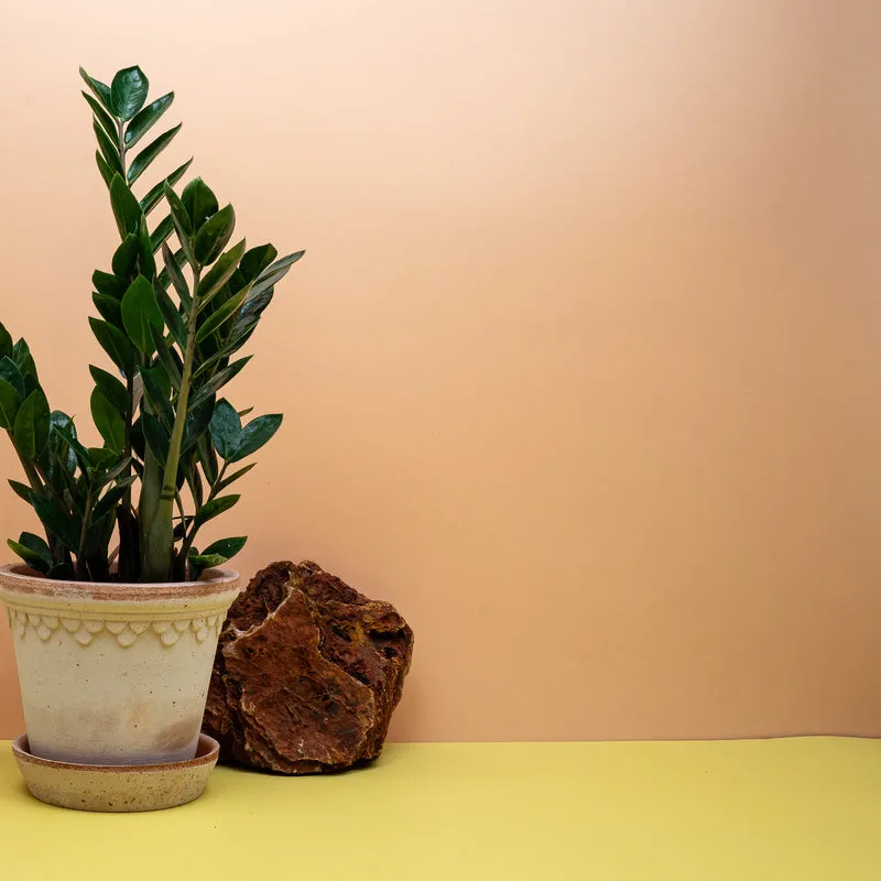 ZAMIOCULCAS ZAMIIFOLIA LIMA