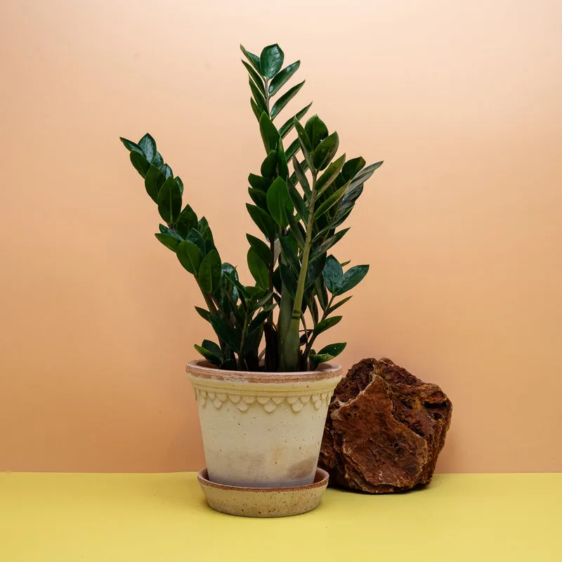 ZAMIOCULCAS ZAMIIFOLIA LIMA