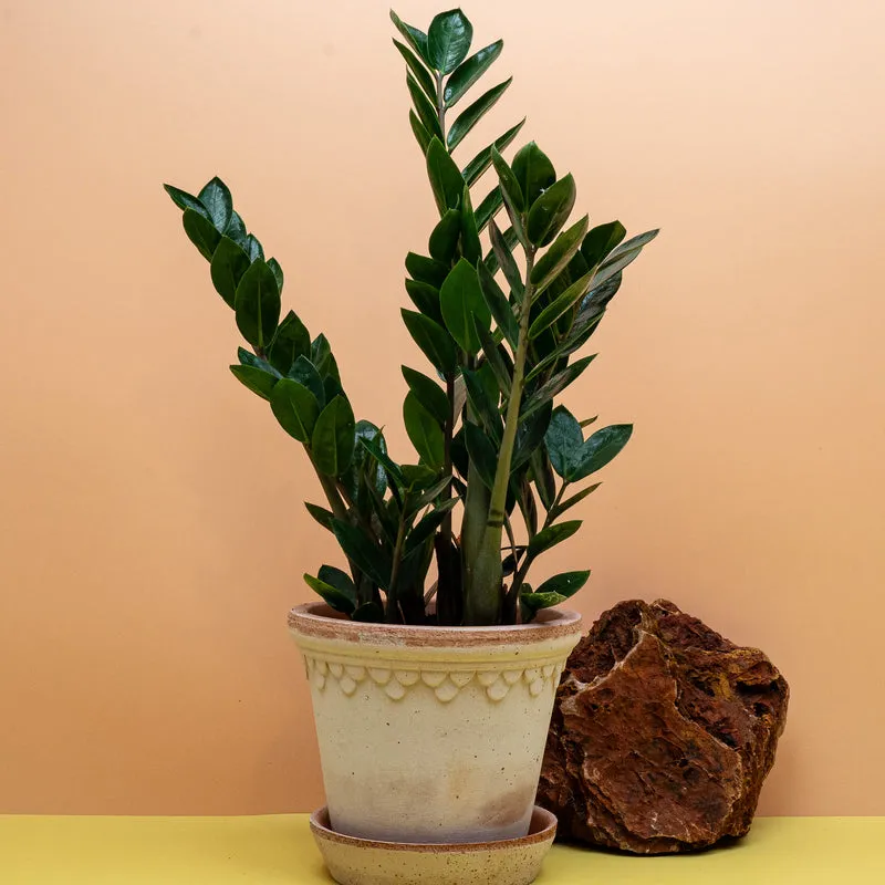 ZAMIOCULCAS ZAMIIFOLIA LIMA