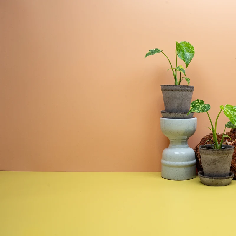 MONSTERA DELICIOSA ELECTRO LIGHT