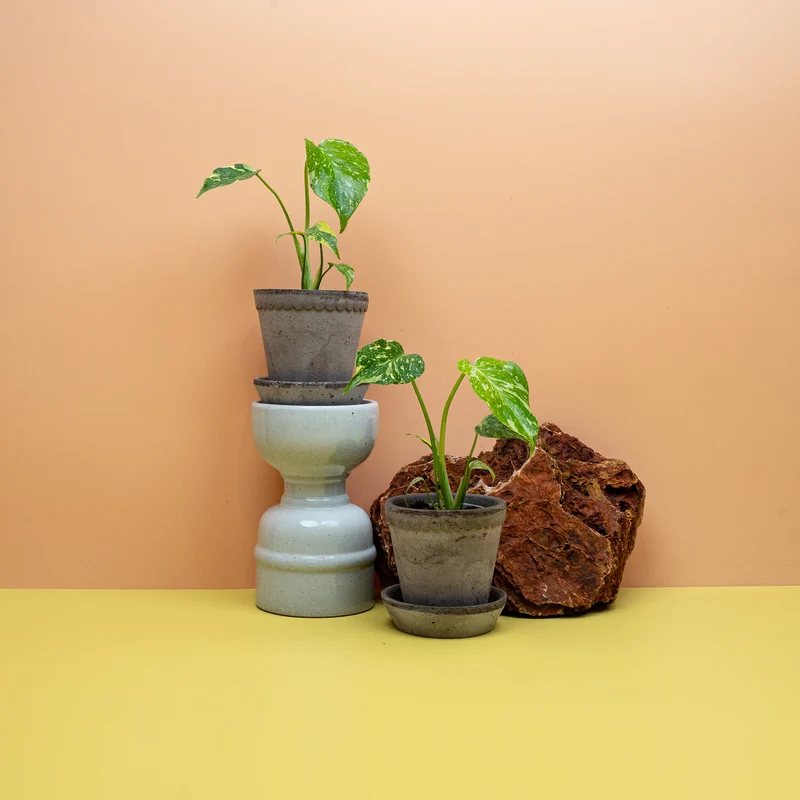 MONSTERA DELICIOSA ELECTRO LIGHT