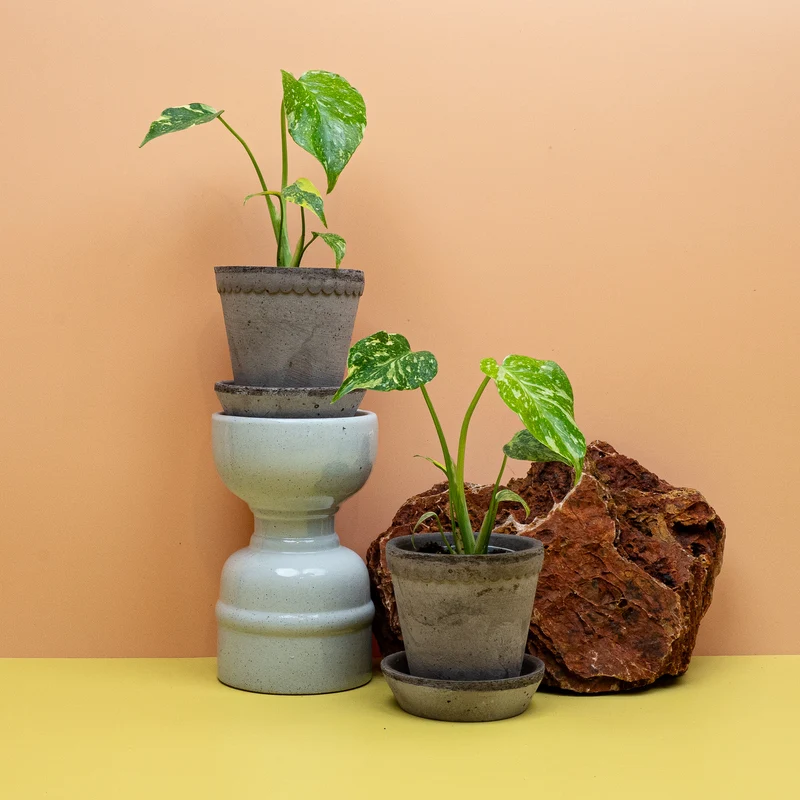 MONSTERA DELICIOSA ELECTRO LIGHT