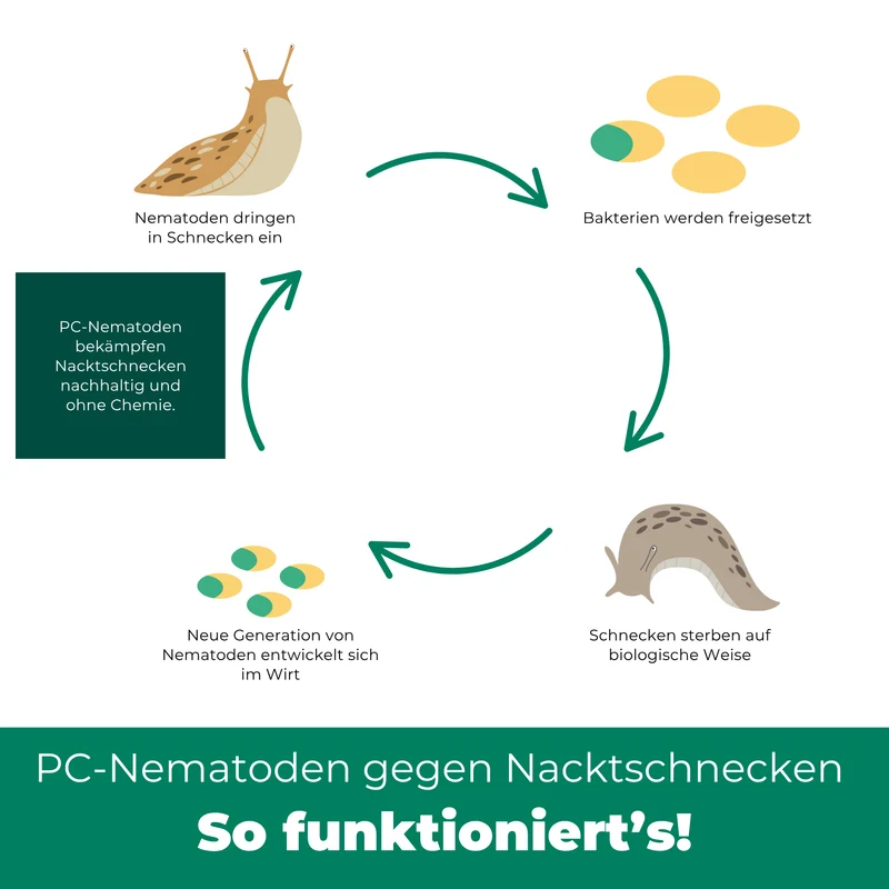 PC Nematoden gegen Nacktschnecken und Schnecken