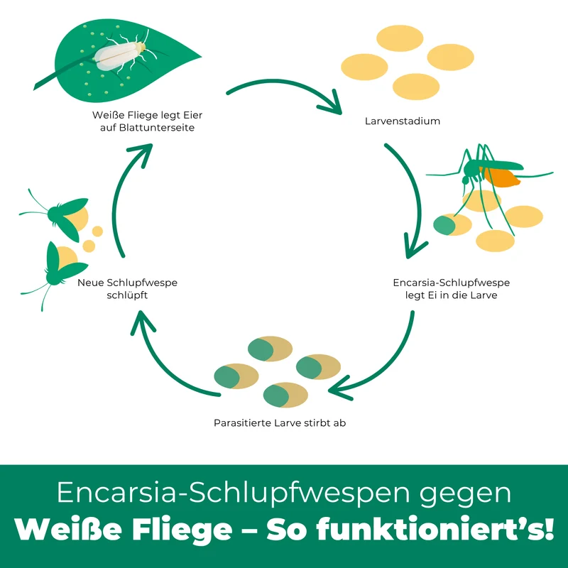 Schlupfwespen gegen Weiße Fliegen