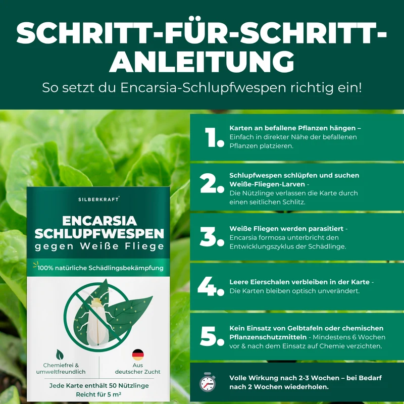 Schlupfwespen gegen Weiße Fliegen