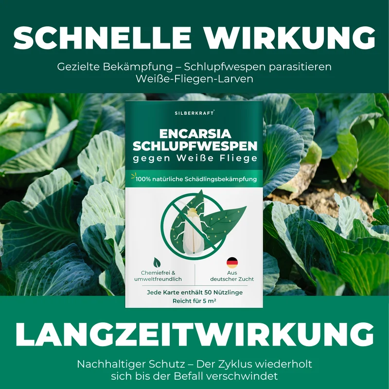 Schlupfwespen gegen Weiße Fliegen