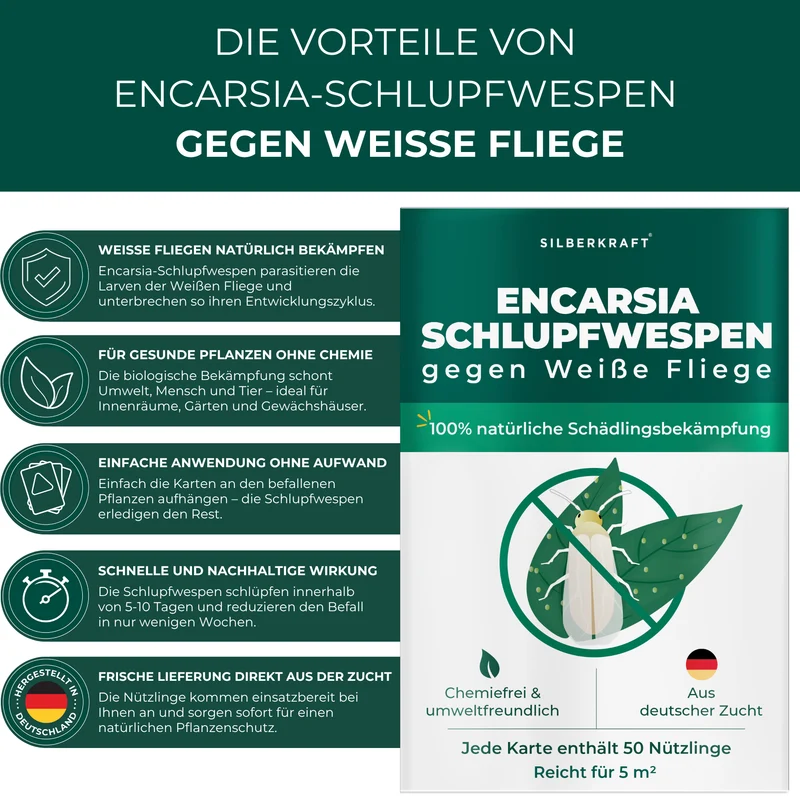 Schlupfwespen gegen Weiße Fliegen