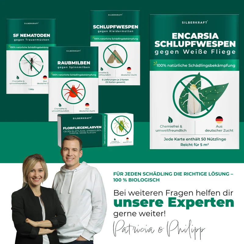 Schlupfwespen gegen Weiße Fliegen