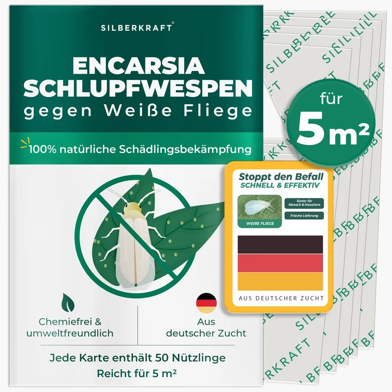 Schlupfwespen gegen Weiße Fliegen