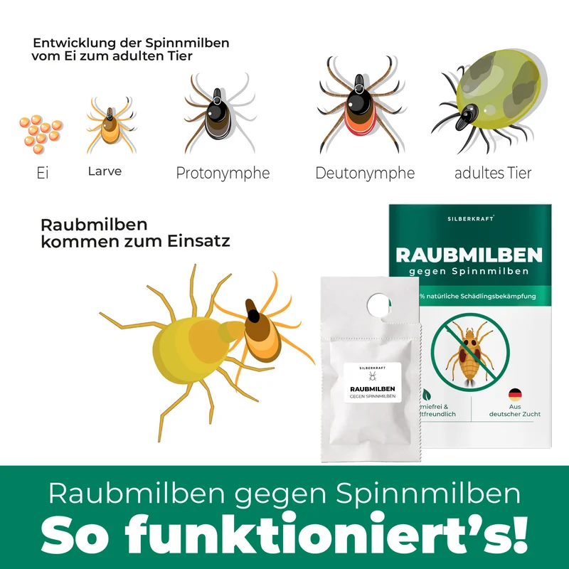 Raubmilben gegen Spinnmilben (Phytoseiulus persimilis)