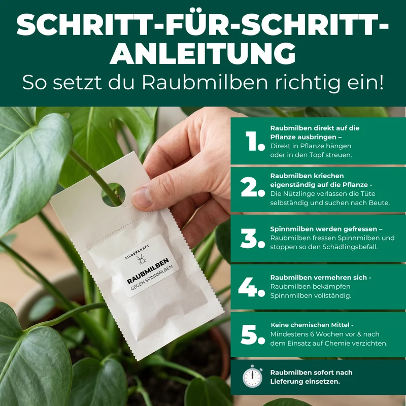 Raubmilben gegen Spinnmilben (Phytoseiulus persimilis)