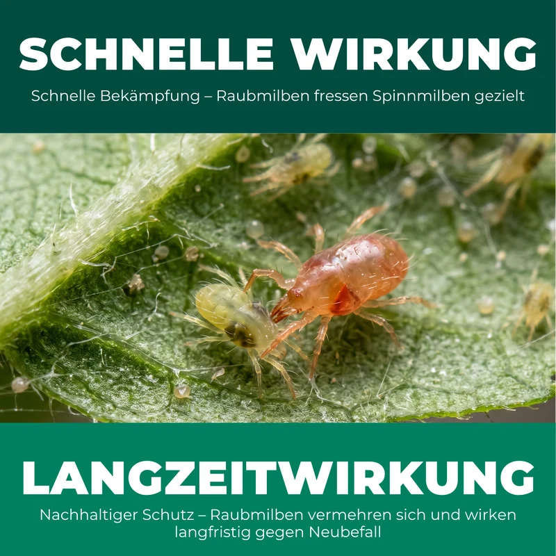 Raubmilben gegen Spinnmilben (Phytoseiulus persimilis)