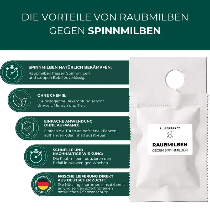Raubmilben gegen Spinnmilben (Phytoseiulus persimilis)