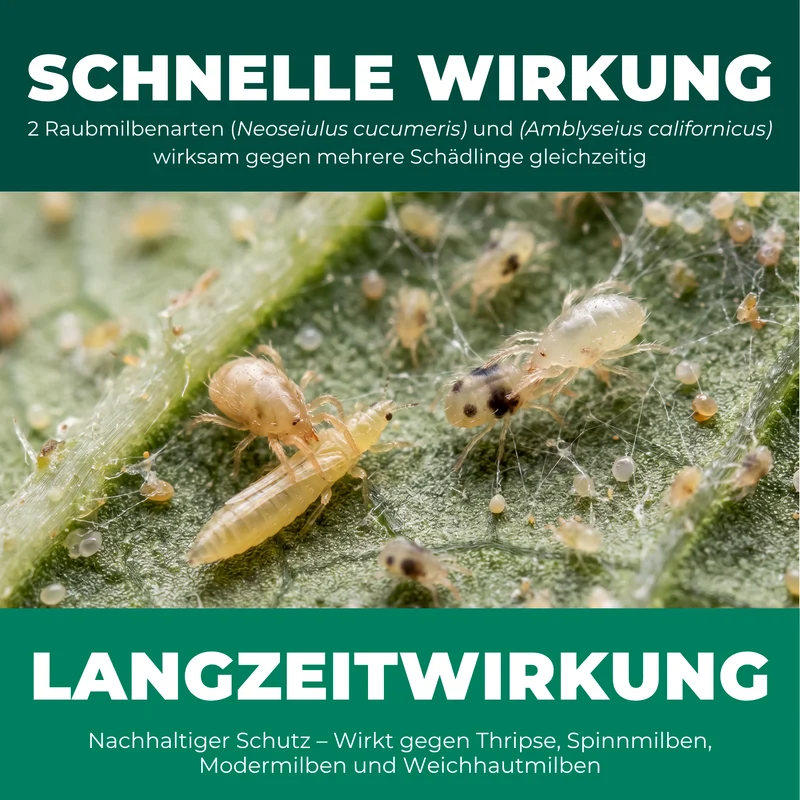 Raubmilben Mischung gegen Thripse und mehr (Neoseiulus cucumeris & Amblyseius californicus)