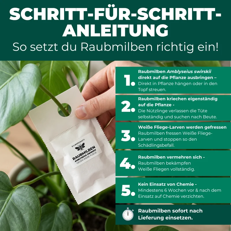 Raubmilben gegen Weiße Fliege (Amblyseius swirskii)