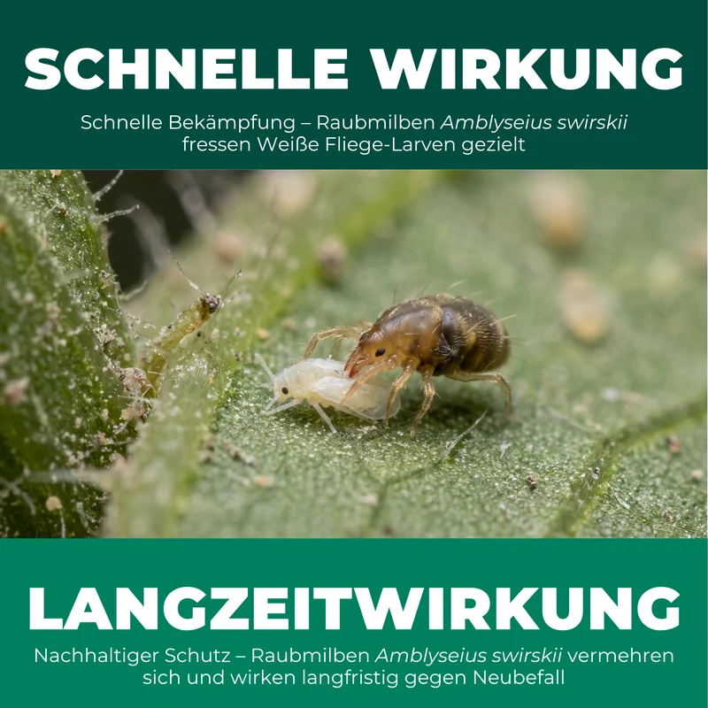Raubmilben gegen Weiße Fliege (Amblyseius swirskii)